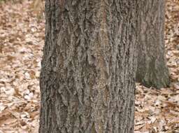 Image of Saw-tooth Oak