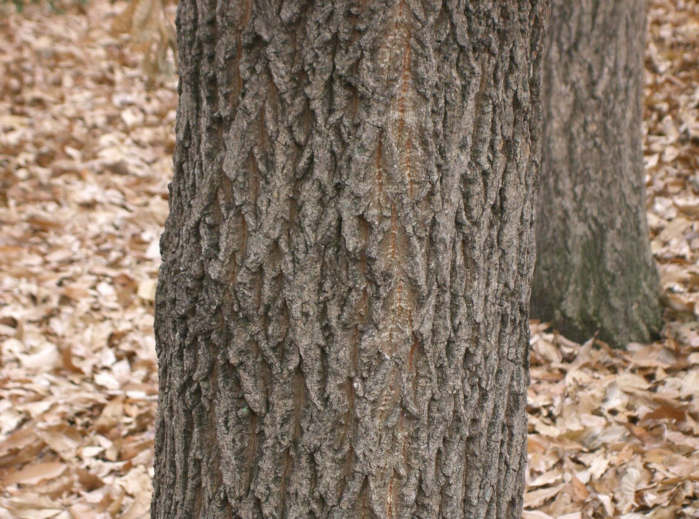 Image of Saw-tooth Oak