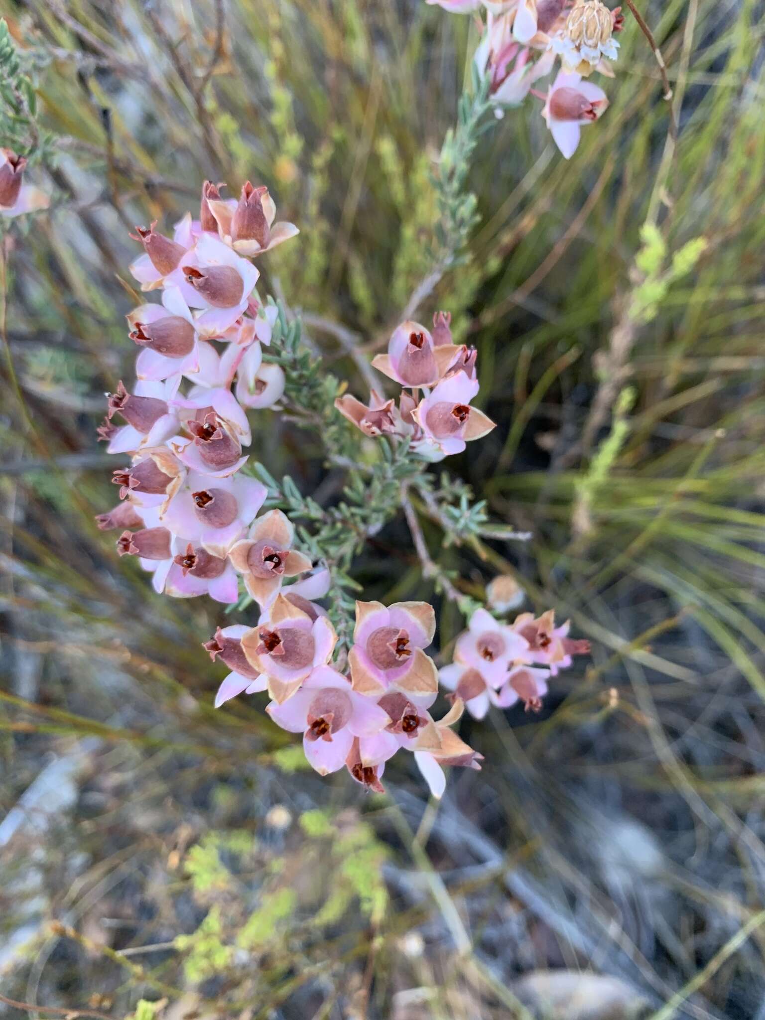 Image of Erica eugenea Dulfer