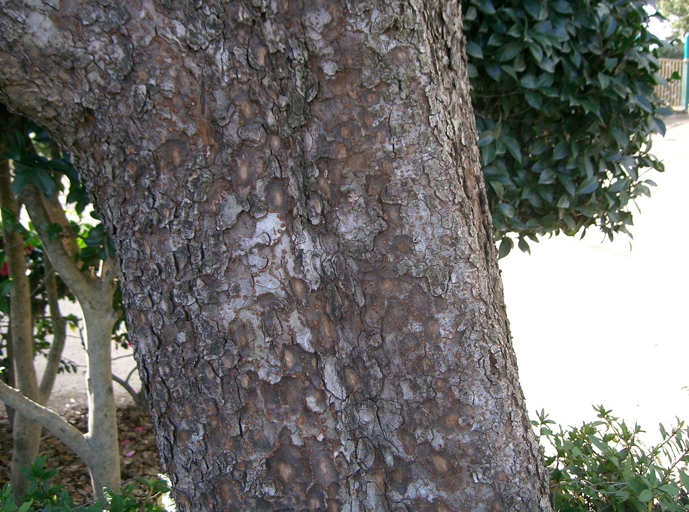 Image of Chinese elm
