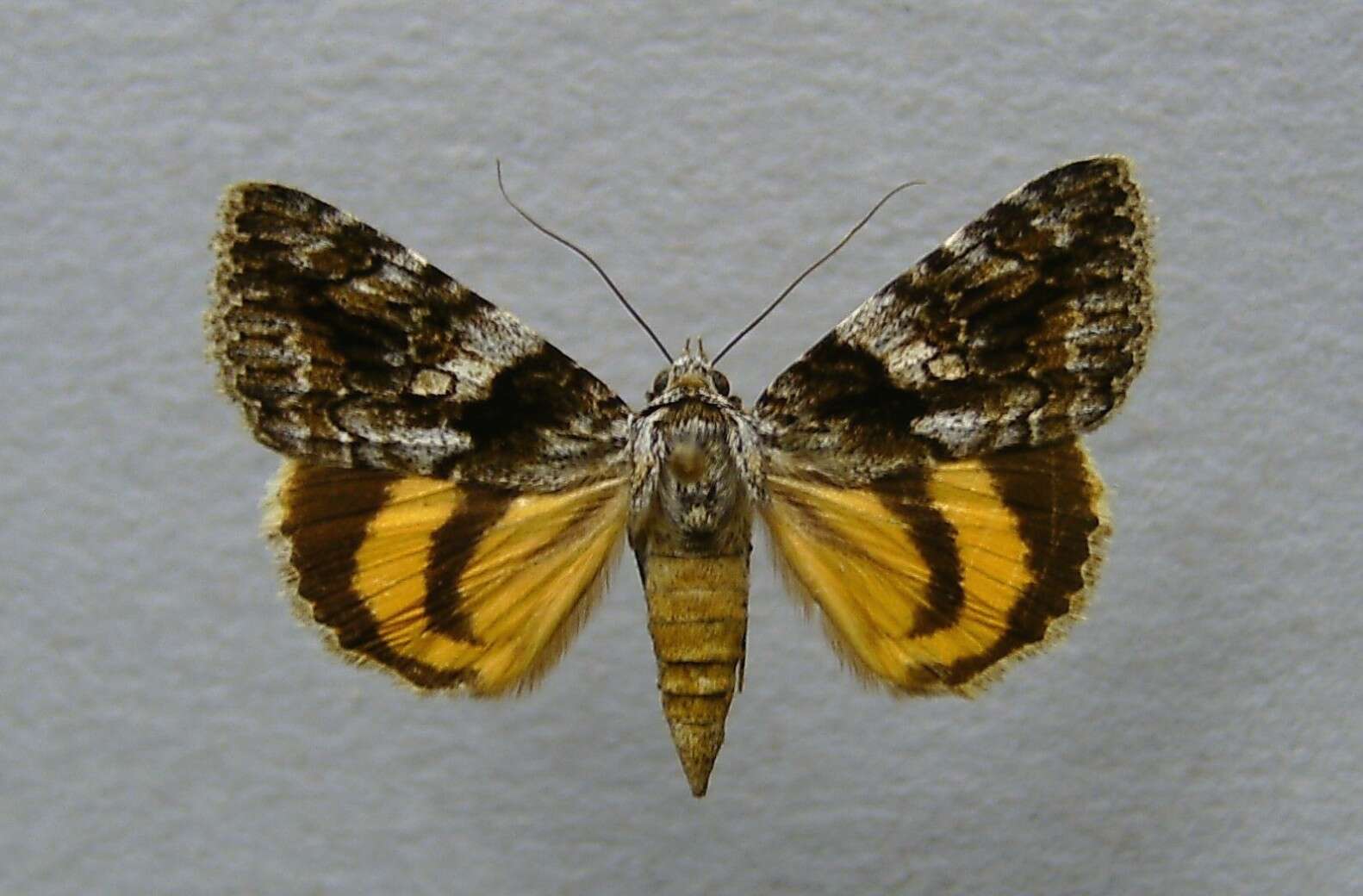 Image of Catocala diversa