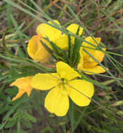 Plancia ëd Oenothera berlandieri (Spach) Walp.