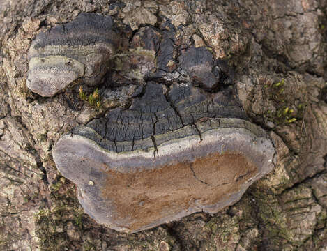 Image de Phellinus tremulae (Bondartsev) Bondartsev & P. N. Borisov 1953