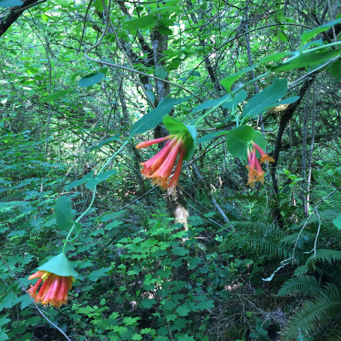 Image of Orange Honeysuckle