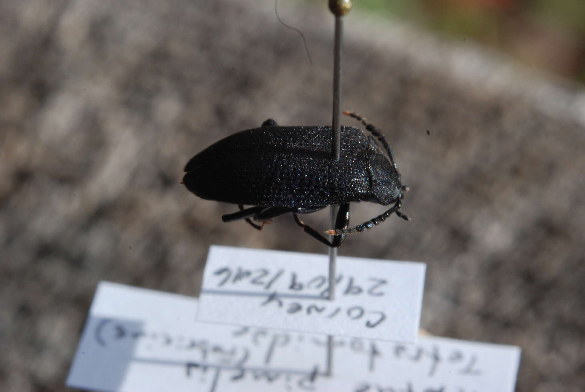 Image of Velvety Bark Beetle