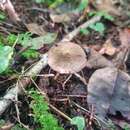 Image of Inocybe leptophylla G. F. Atk. 1918