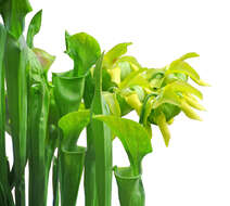 Image of Green Pitcherplant