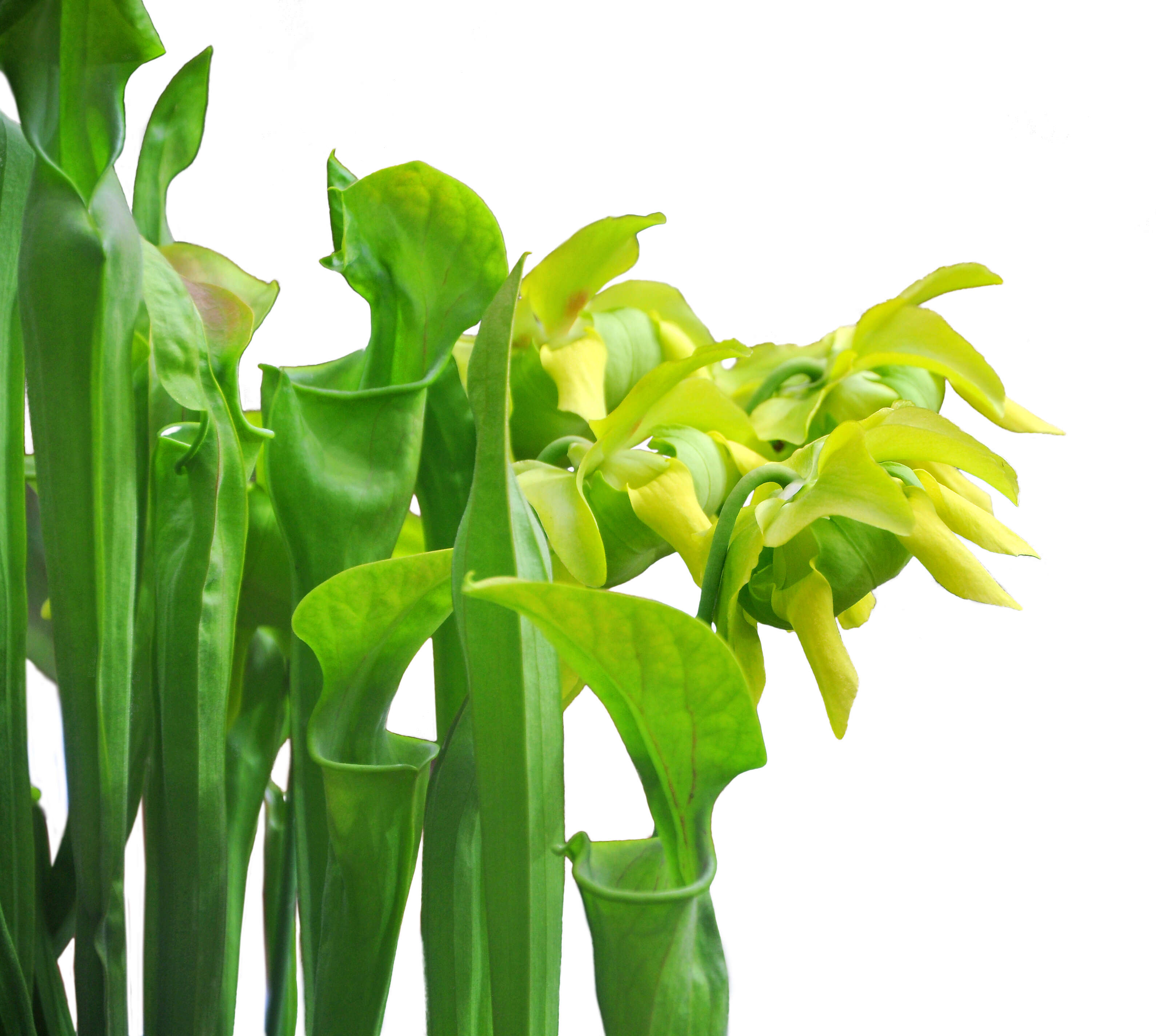 Image of Green Pitcherplant