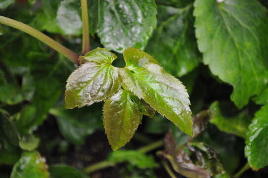 Image of Knowltonia vesicatoria (L. fil.) Sims