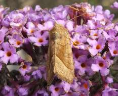 Image of rosy rustic