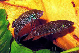 Image of Blue betta