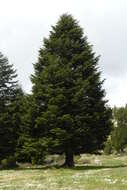 Imagem de Abies cilicica (Antoine & Kotschy) Carrière