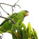 Image of Lilac-crowned Amazon
