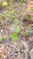 Image of Lasiopetalum floribundum Benth.