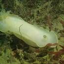 Image of Aphelodoris luctuosa (Cheeseman 1882)