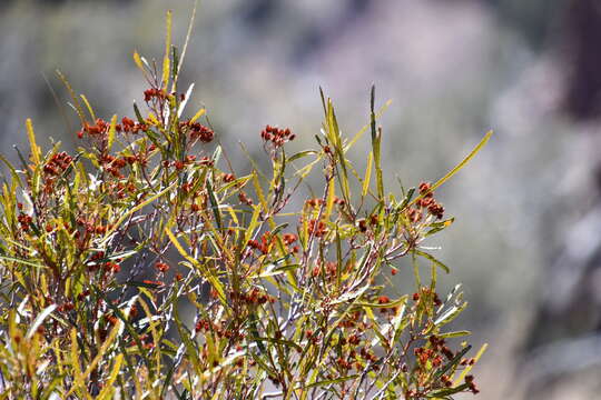 Plancia ëd Vauquelinia corymbosa subsp. angustifolia (Rydb.) W. J. Hess & J. Henrickson