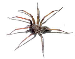 Image of Giant House Spider