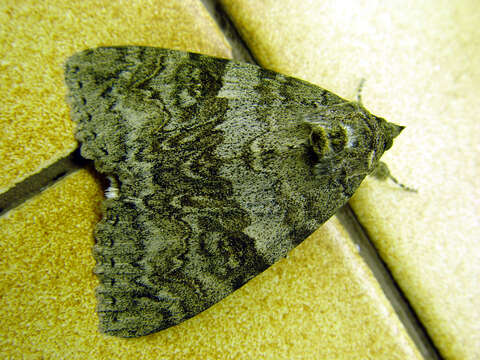 Image of red underwing