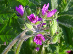 Image of musky stork's bill