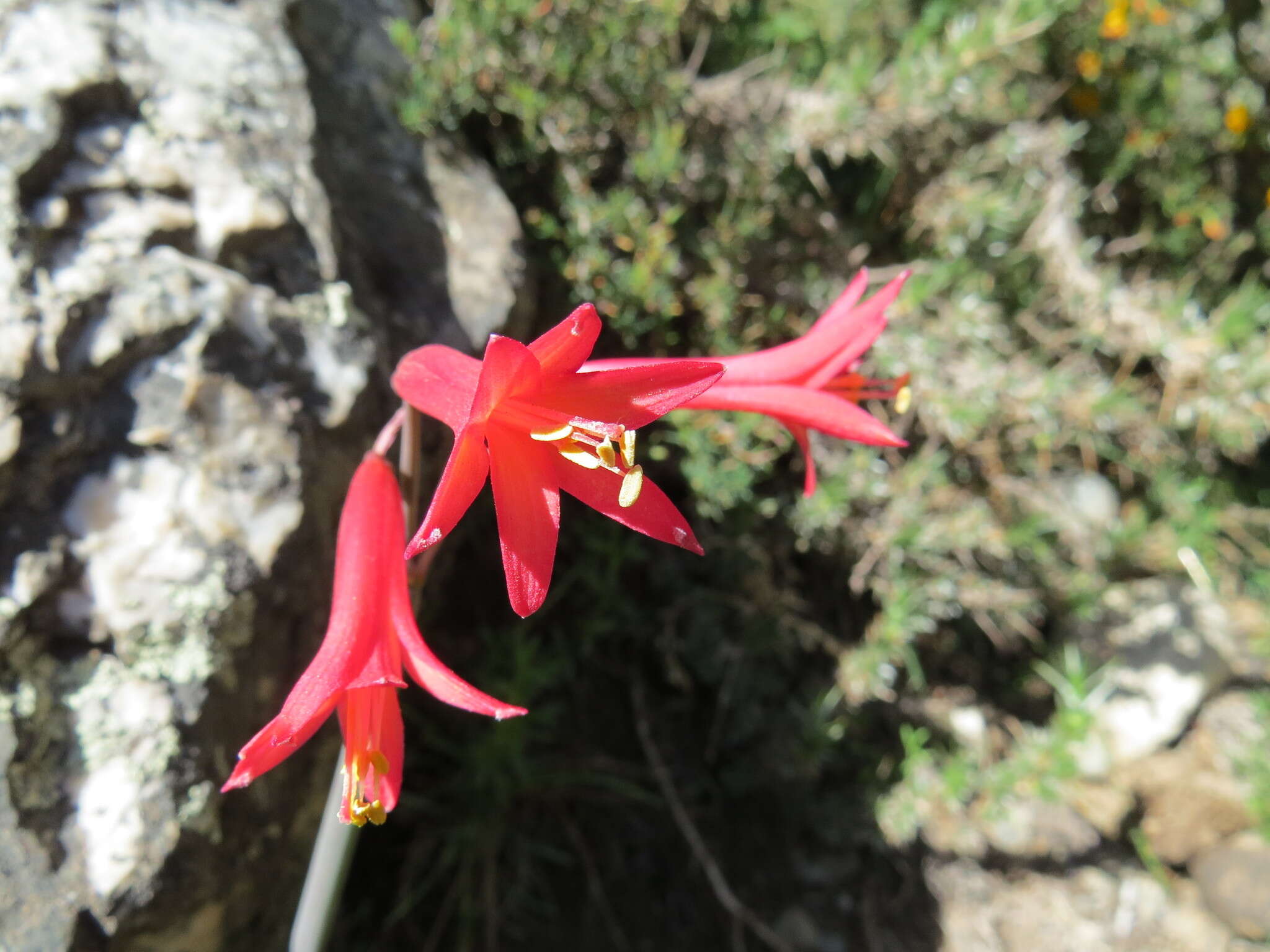 Image of Habranthus gracilifolius Herb.