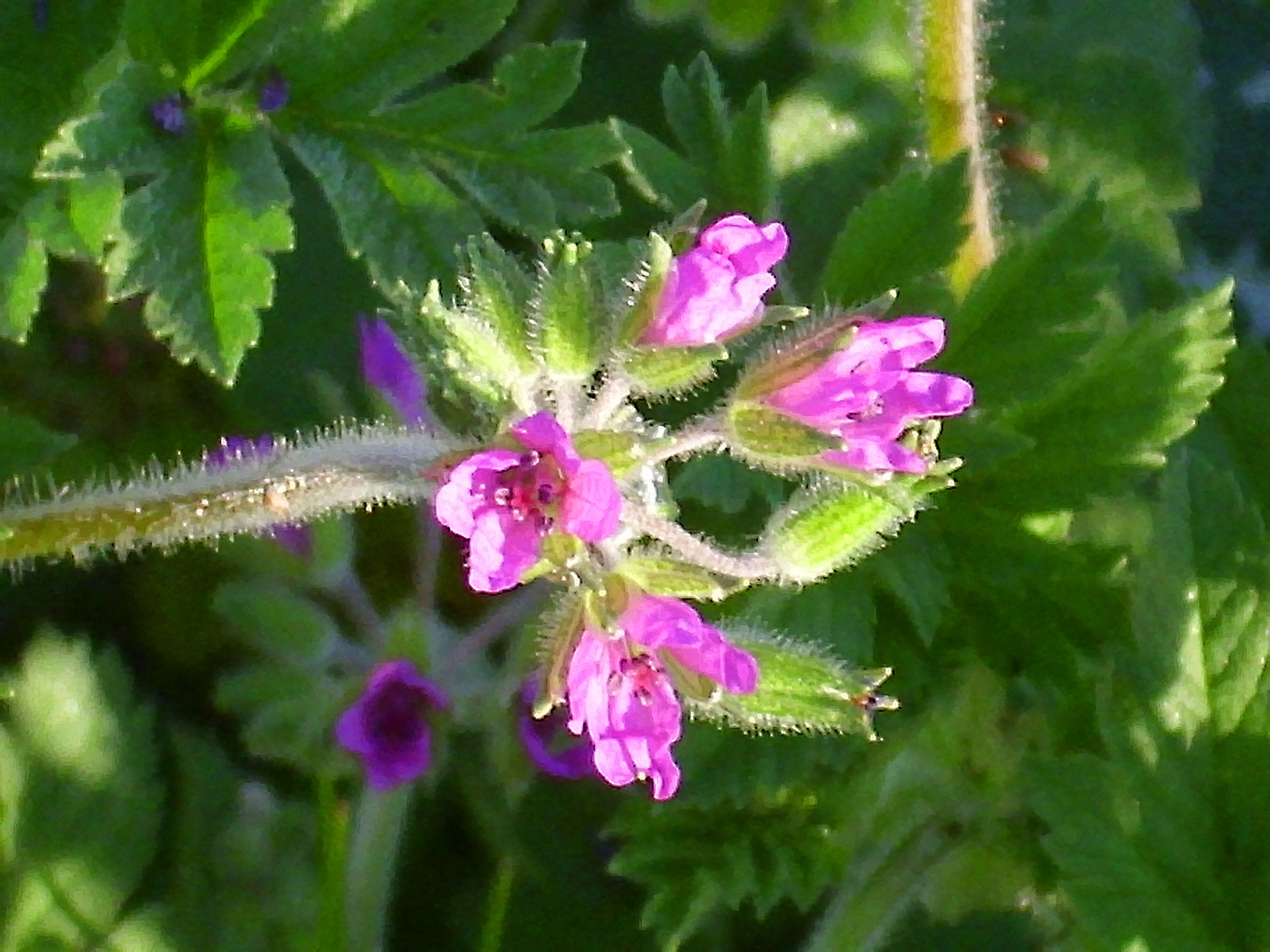 Image of musky stork's bill