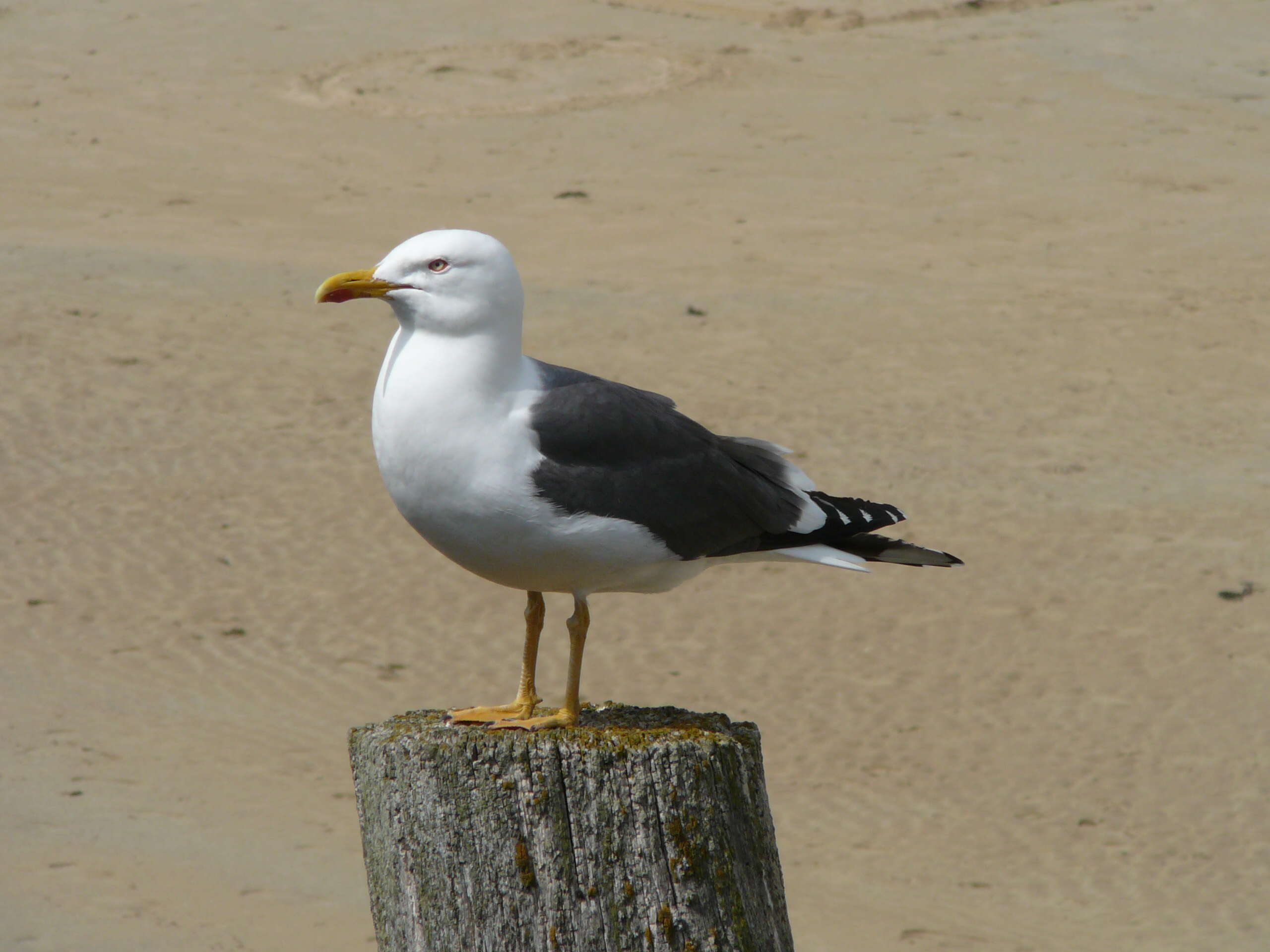 Image of Lesser Black-backed Gull