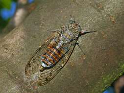 Image of Cicada