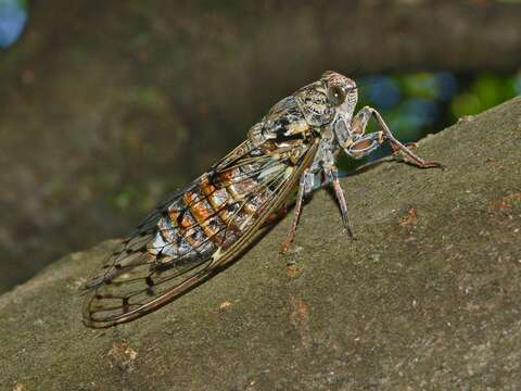 Image of Cicada orni Linnaeus 1758