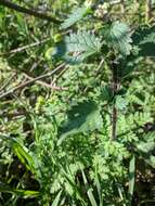 Image of heartleaf nettle