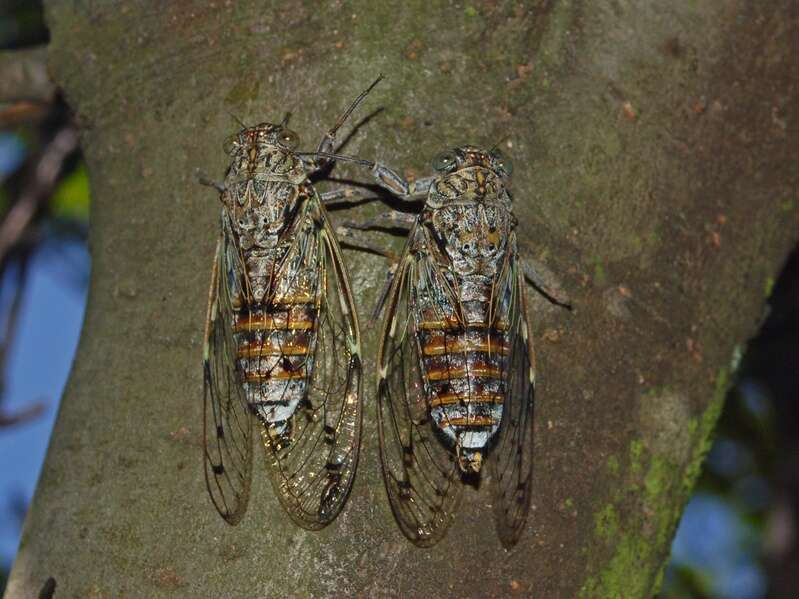 Image of Cicada orni Linnaeus 1758