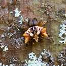 Image of Asian Spiny-backed Spider