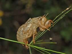 Image of Cicada orni Linnaeus 1758