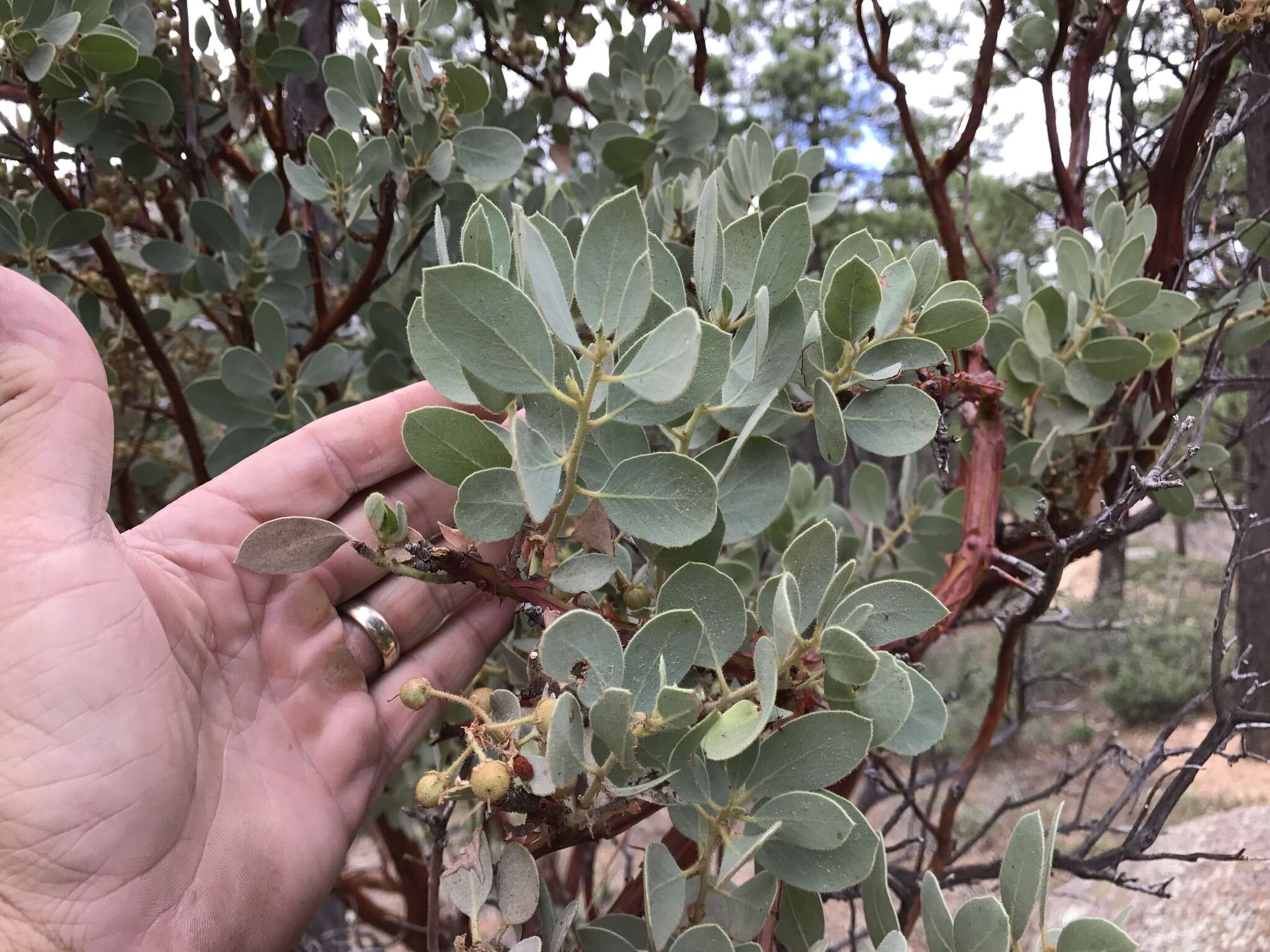 Image of Pringle manzanita