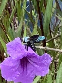 Image de Xylocopa abbotti (Cockerell 1909)