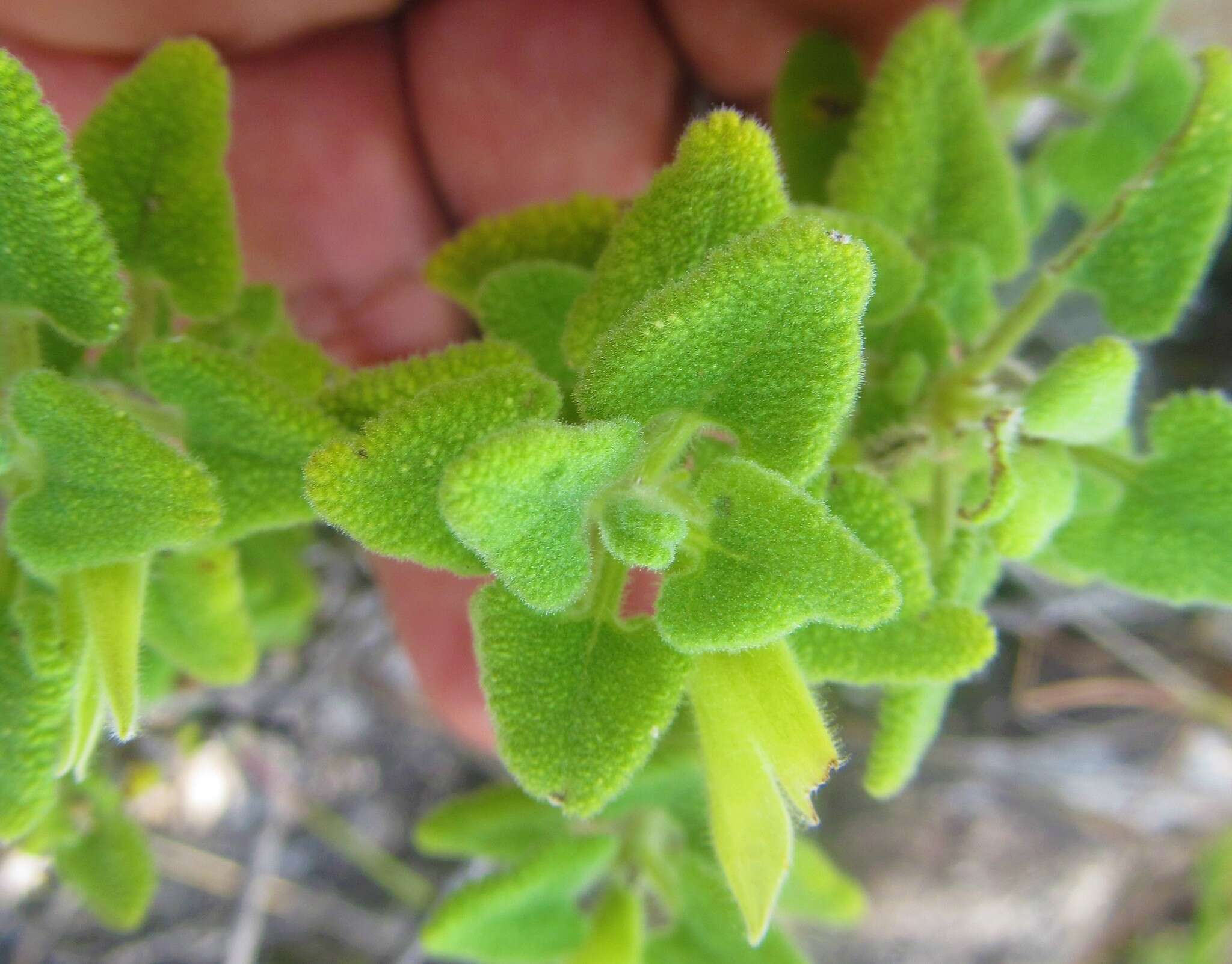 Image of Salvia aspera M. Martens & Galeotti