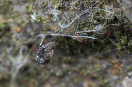 Image of Parasteatoda tabulata (Levi 1980)