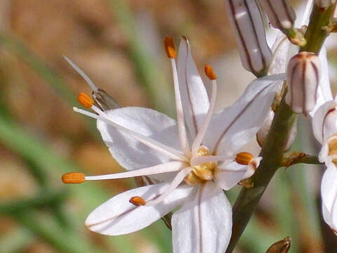 Image of onionweed