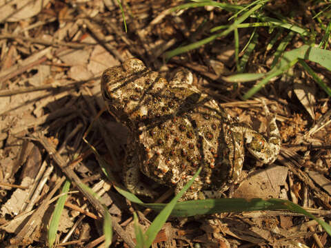 Image of Natterjack toad