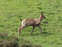 Image of Abruzzo Chamois