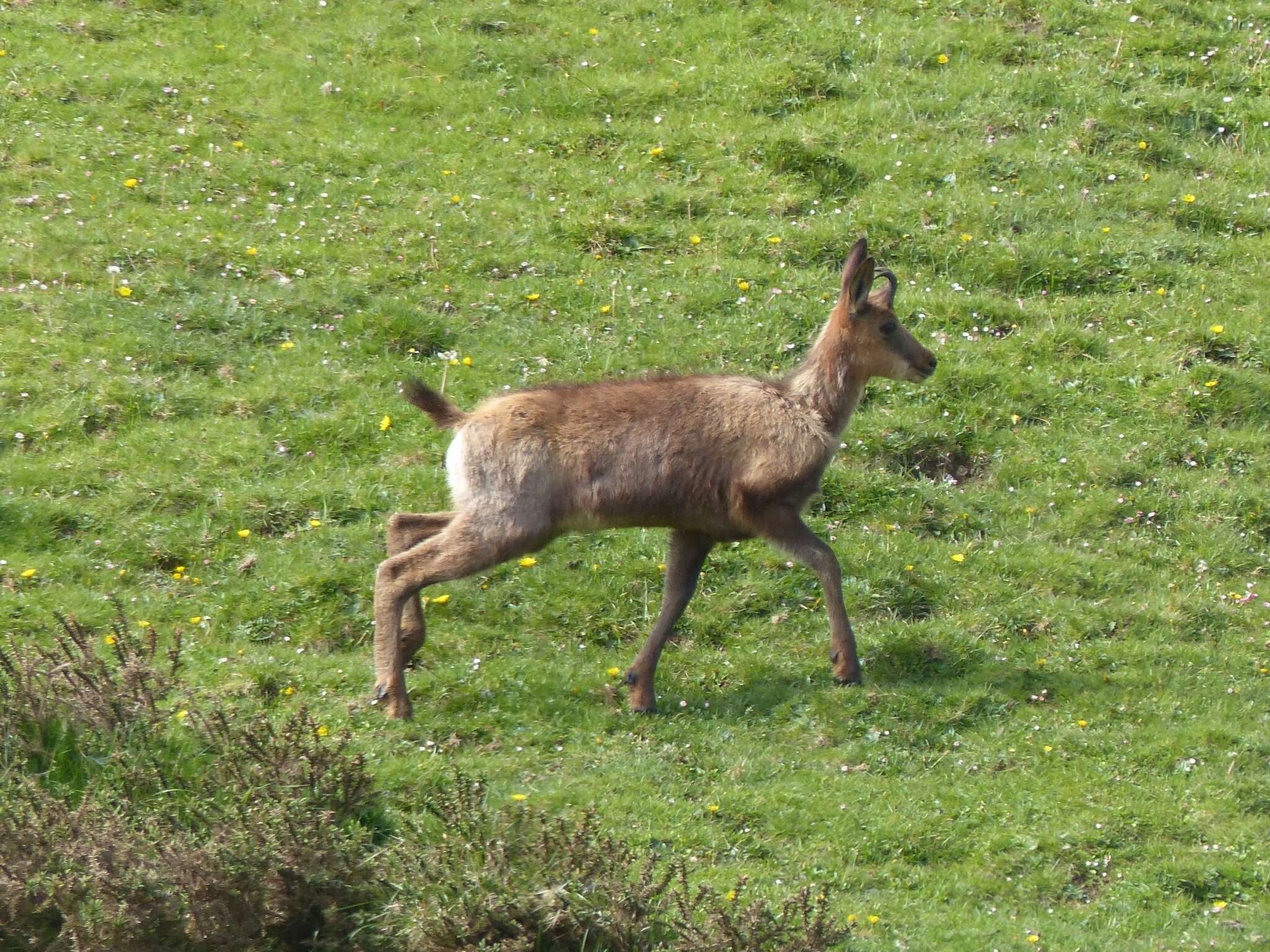 Image of Abruzzo Chamois