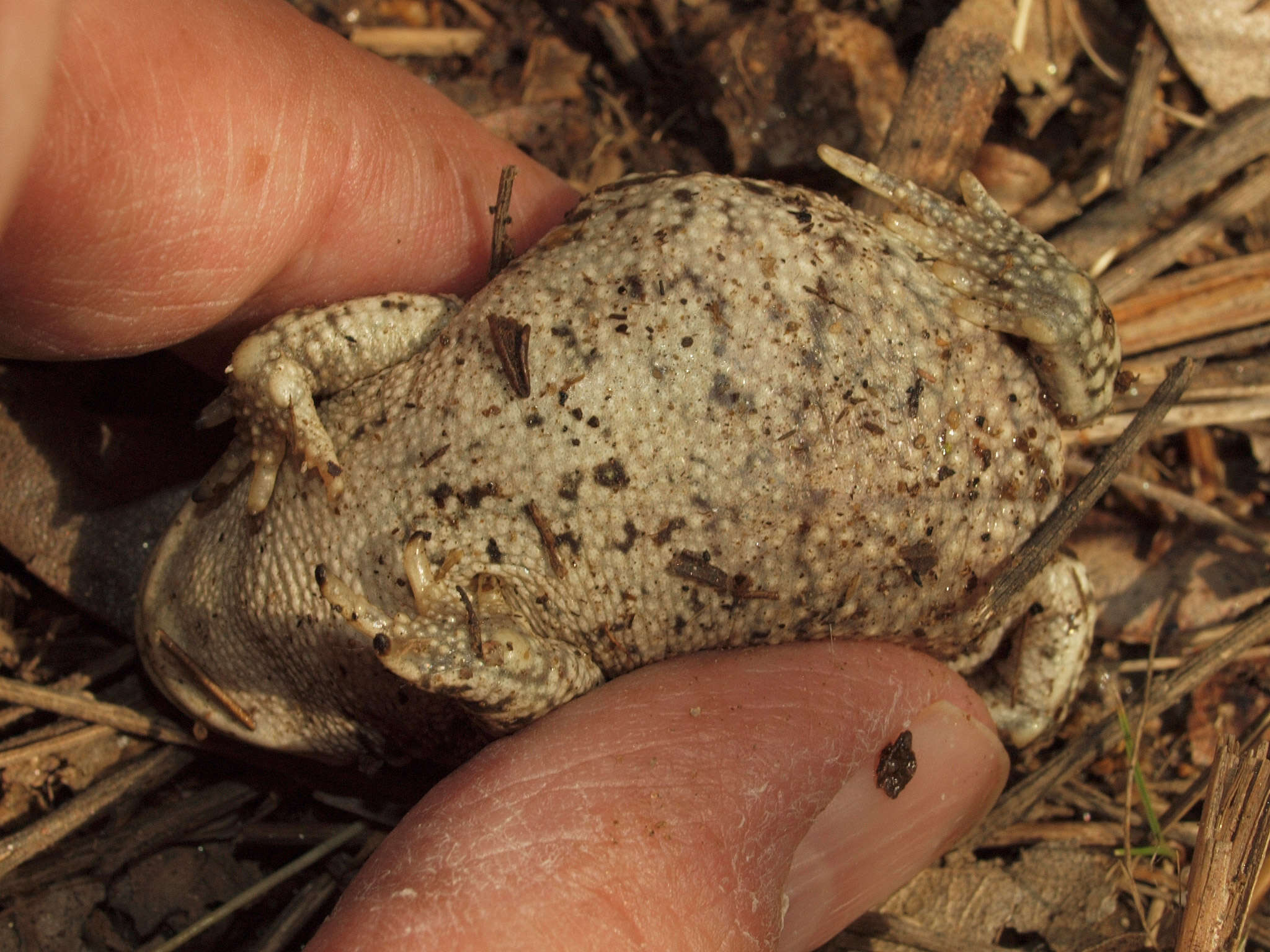 Image of Natterjack toad