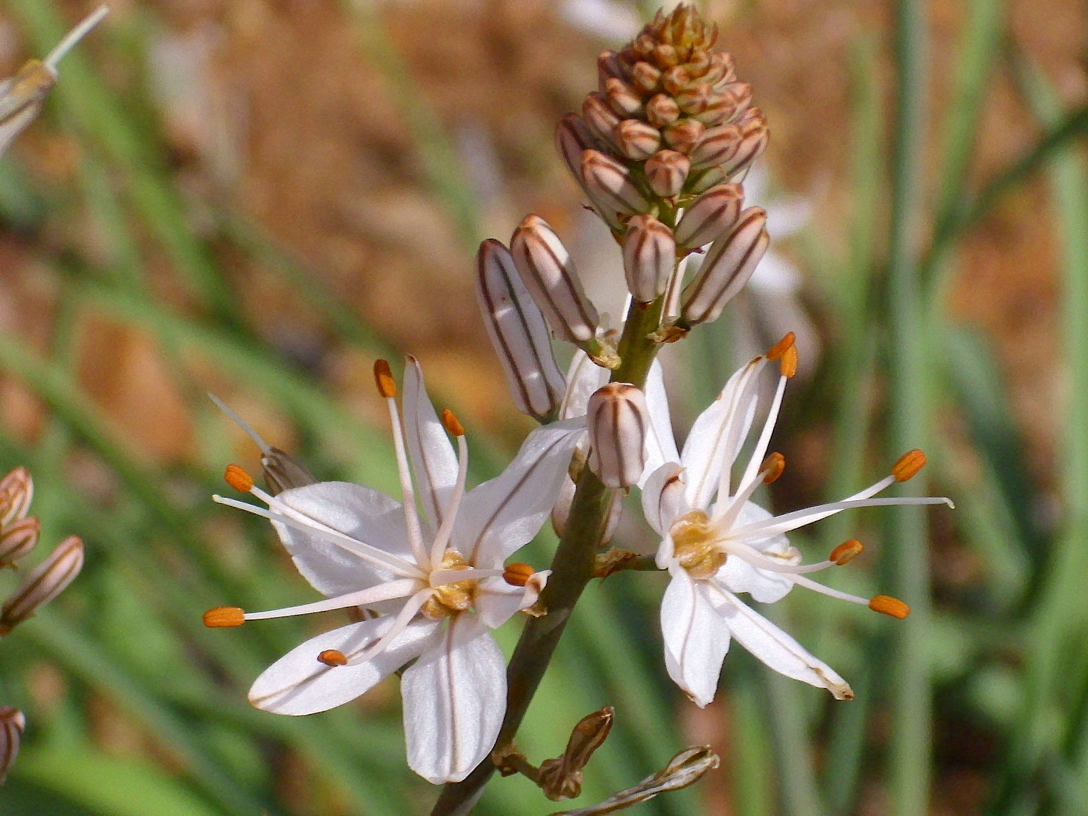 Image of onionweed