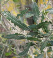 Image of olive tree