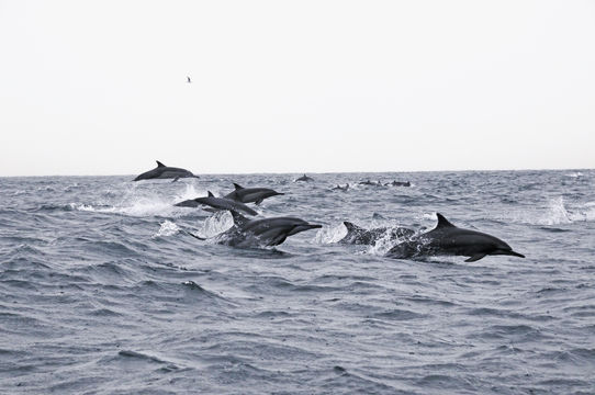 Image of Long-beaked Dolphin