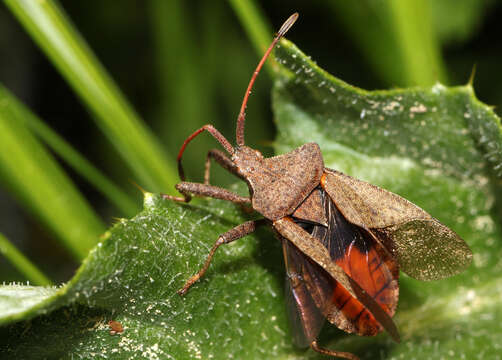 Image of Coreus