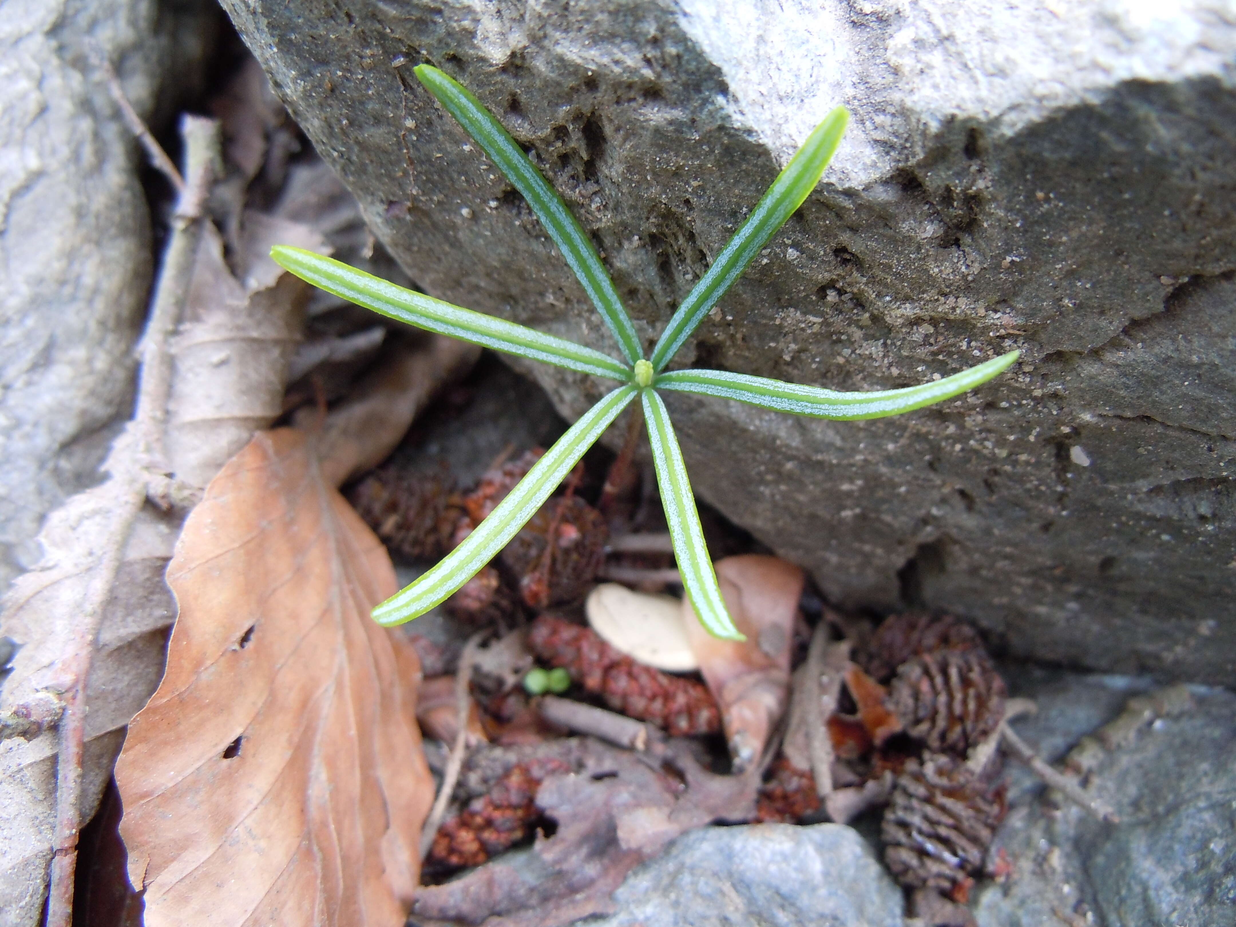 Image of Silver Fir