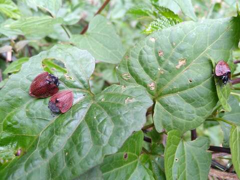 صورة Cyrtonota textilis (Boheman 1850)