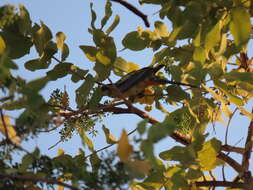 Image of Northern Rosella