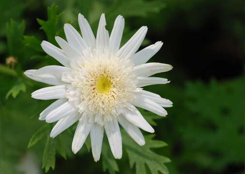 Image of marguerite