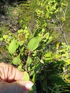 Image de Olea capensis subsp. capensis